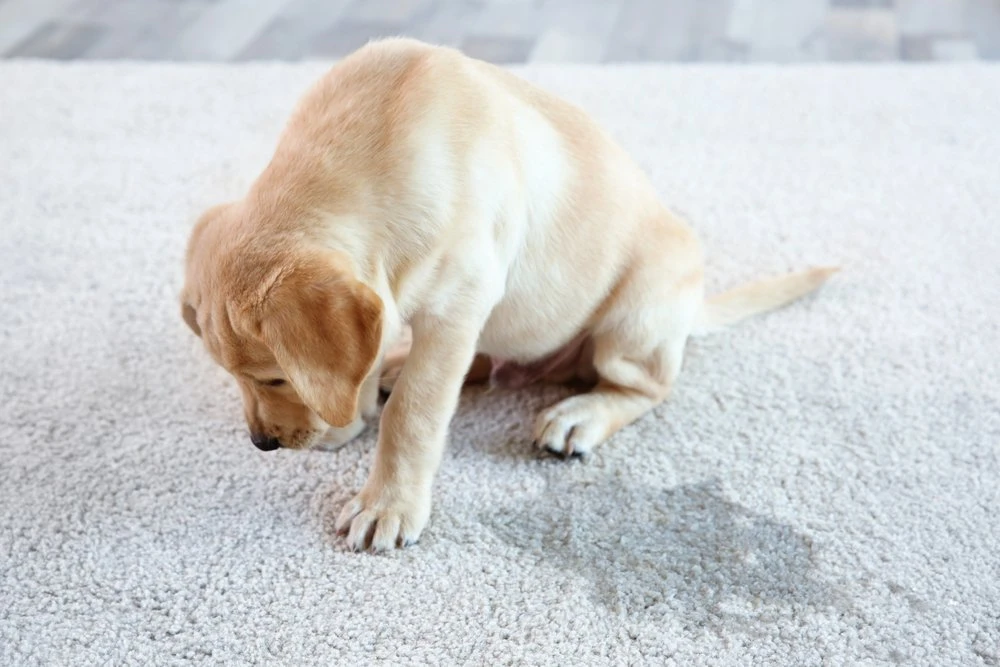 Puppy sitting beside an accident on a light carpet